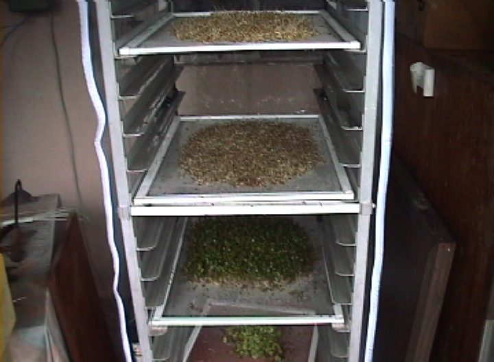 Picture of sprouting trays